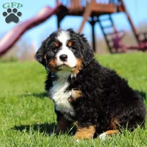 Crooked Jim, Bernese Mountain Dog Puppy